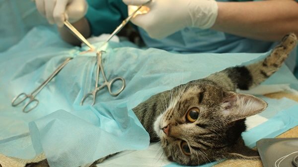 جراحی پت-جراحی گربه