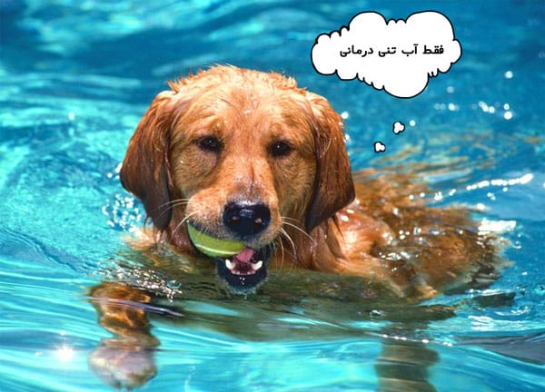 آب درمانی سگ