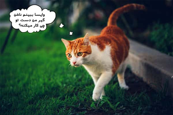 پت شاپ تهران و لوازم ضروری گربه