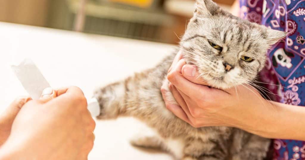 اسهال گربه و درمان