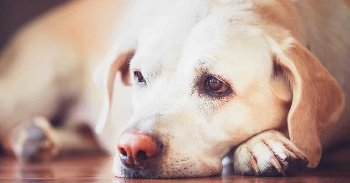 اسهال سگ و درمان