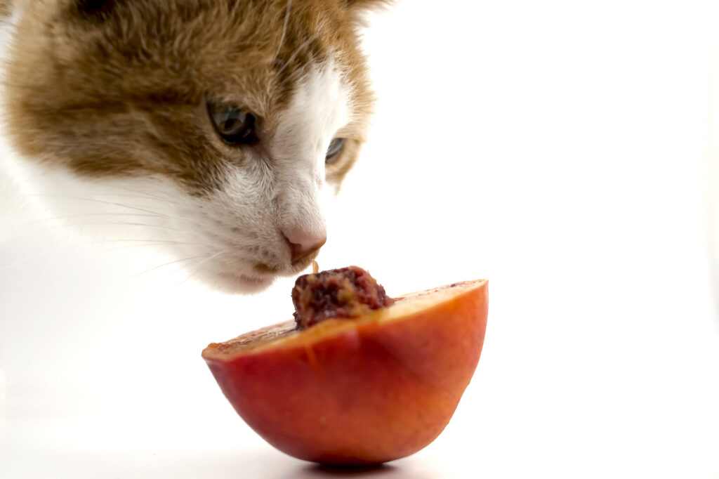 غذاهای مضر و ممنوعه گربه