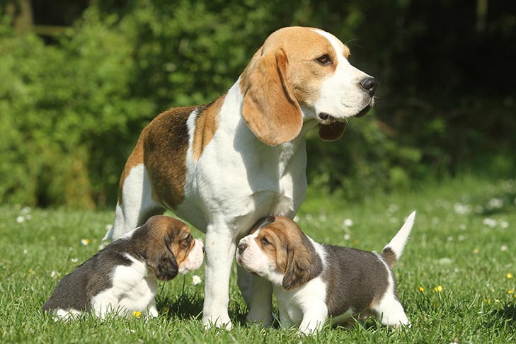 اضطاب در سگ ها + درمان