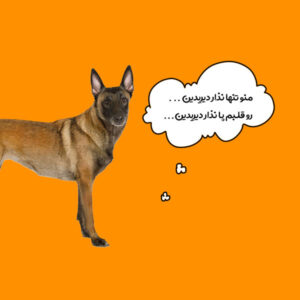 سگ مالینویز و خصوصیات رفتاری