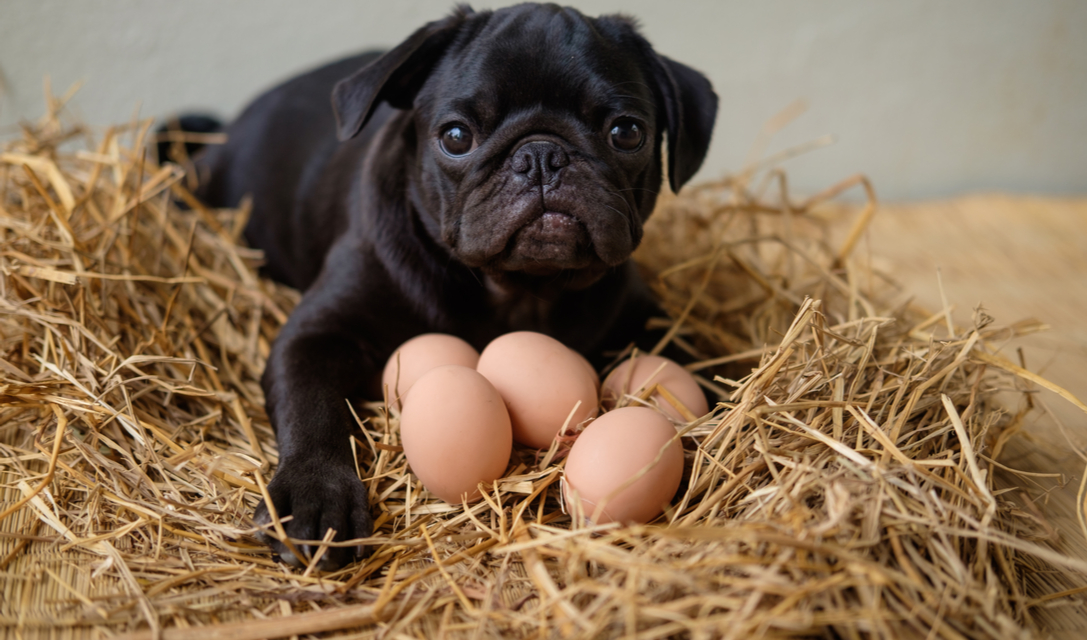تخم مرغ برای سگ |